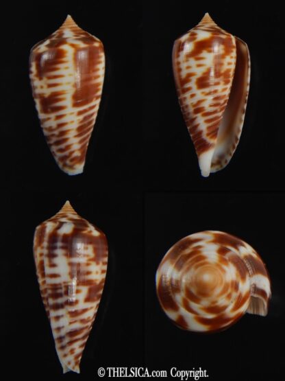 Phasmoconus zebra 25.18 mm gem -0
