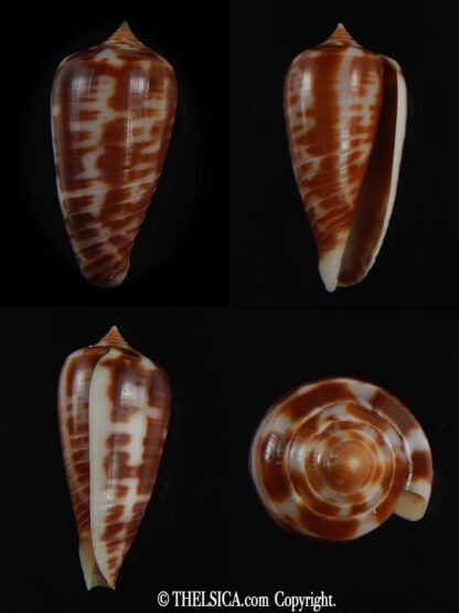 Phasmoconus zebra 26.32 mm gem-0