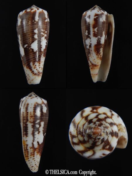 Pionoconus magus epistomioides 45,26 mm Gem-0