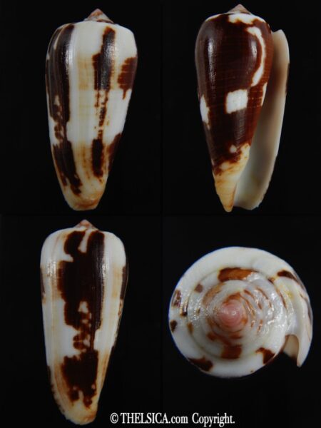 Pionoconus magus epistomioides 52.11 mm F+++/Gem-0