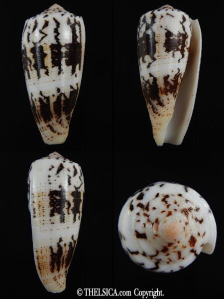 Pionoconus magus epistomioides 56 mm Gem-0