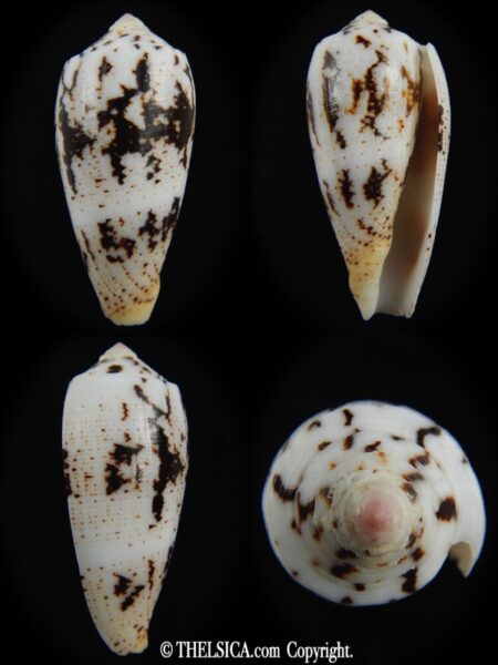 Pionoconus magus " SP" 45.07 mm Gem-0