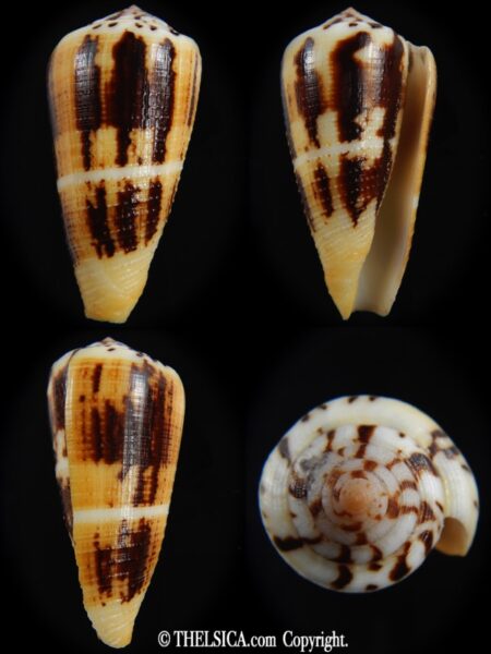 Pionoconus magus " SP" 47.49 mm Gem-0