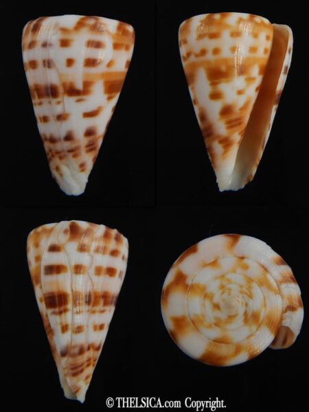 Plicaustraconus advertex 34.56 mm F++-0