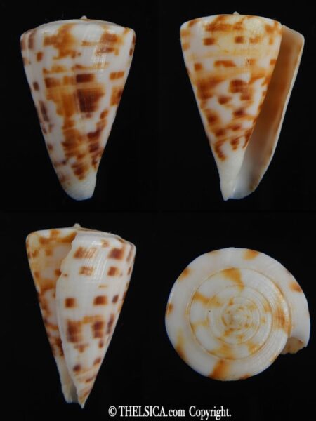 Plicaustraconus advertex 34.14 mm F++-0