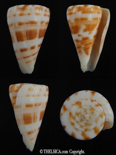 Plicaustraconus advertex 35.95 mm F+++-0