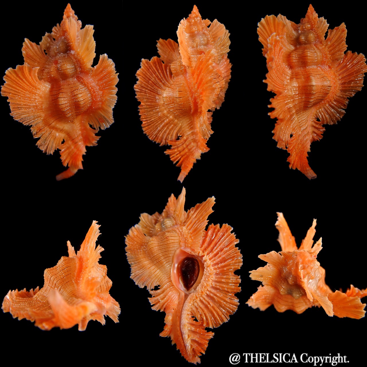 Pterynotus loebbeckei .. Big size ... 57.76 mm Gem -0