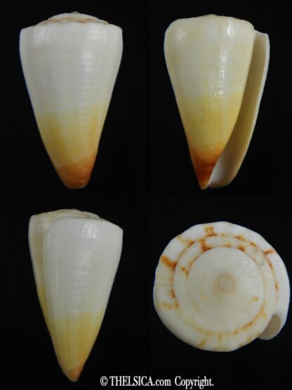 Splinoconus reductaspiralis 37.81 mm F+++-0