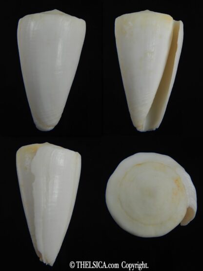 Splinoconus reductaspiralis 39.81 mm F++/F+++-0