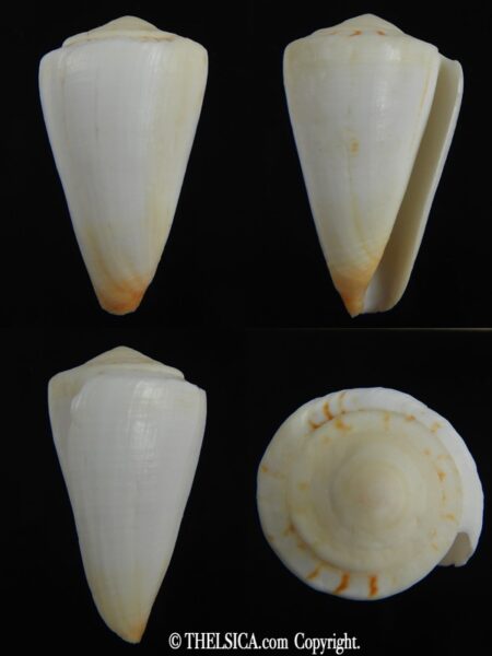 Splinoconus reductaspiralis 40.73 mm F+++-0