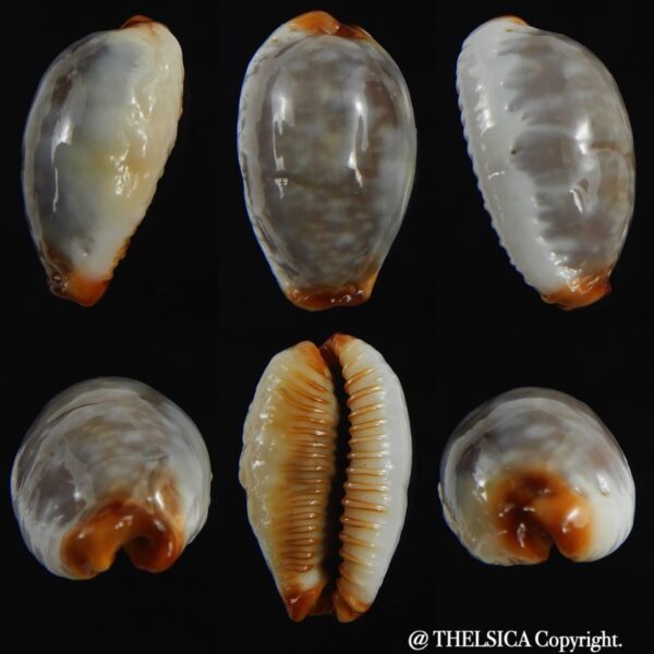 Staphylaea limacina " Overglazed" 24.40 mm Gem-0