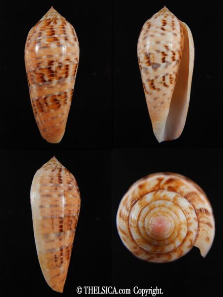 Textilia dusaveli 71.90 mm Gem-0