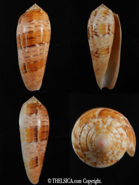 Textilia dusaveli 80.39 mm Gem -0