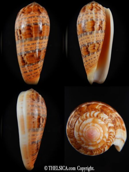 Textilia dusaveli 80.54 mm Gem-0