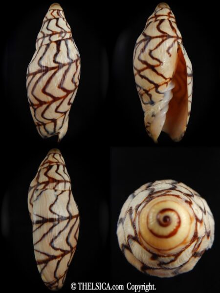 Volutoconus bednalli " Very Big Size" 131.65 mm Gem-0