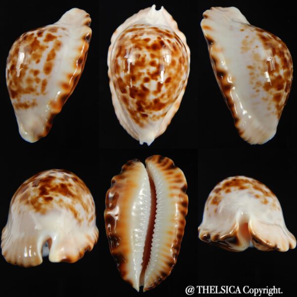 Zoila ketyana bataviensis 46.94 mm Gem-0