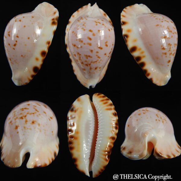 Zoila ketyana bataviensis 48.03 mm Gem-0