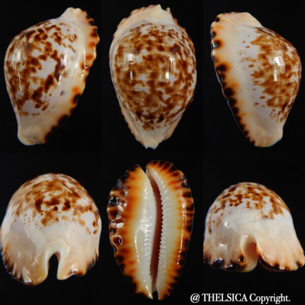 Zoila ketyana bataviensis 50.25 mm Gem-0
