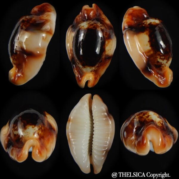 Bistolida stolida crossei N&R 32.65 mm Gem-0