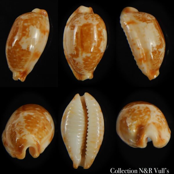 Bistolida kwajaleinensis 21.40 mm Gem-0