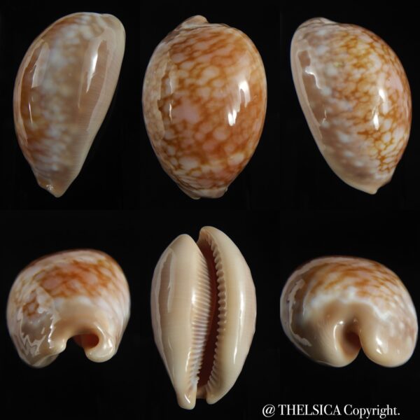Callistocypraea broderipii ... .. DWARF ... 65.34 mm F+++/Gem-0