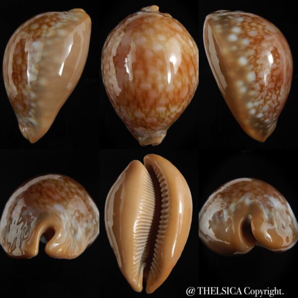 Callistocypraea broderipii ... Giant ... 88.32 mm Gem-0