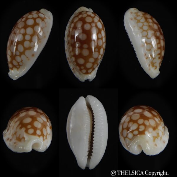 Cribrarula cribraria ..SP colour 27.77 mm Gem-0