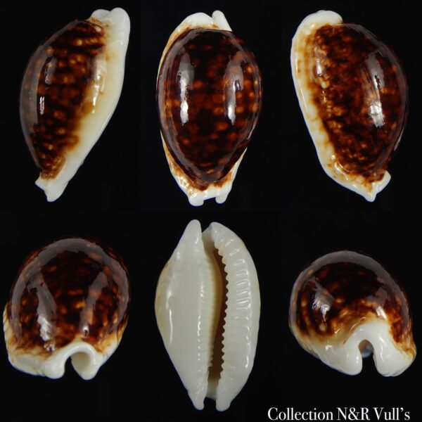 Cribrarula cribraria zadela N&R 35.53 mm F+++-0