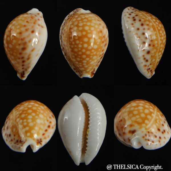 Cribrarula gaskoini gaskoini .. 22.13 mm Gem-0