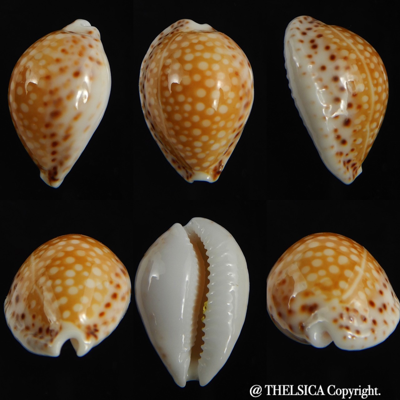 Cribrarula gaskoini gaskoini .. 22.13 mm Gem-0