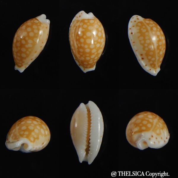 Cribrarula gaskoini fischeri 12.15 mm Gem-0