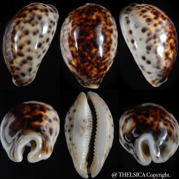 Cypraea tigris pardalis ... Rostrate SP colour.. 82.49 mm Gem-0