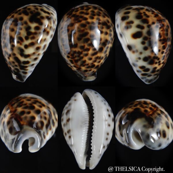 Cypraea tigris pardalis " SP colour" 76.20 mm F+++/Gem-0