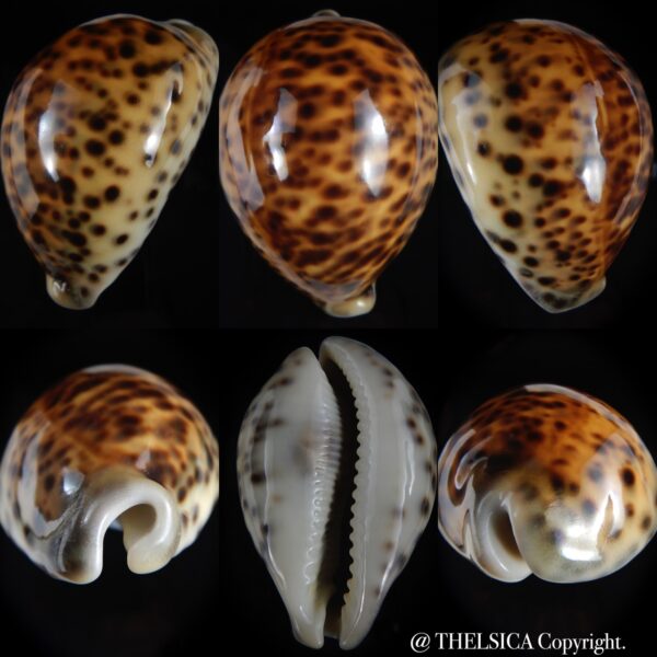 Cypraea tigris pardalis " SP colour" 84.90 mm Gem (-)-0