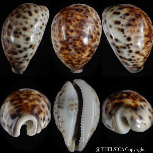 Cypraea tigris pardalis " SP colour" 90.73 mm Gem (-)-0