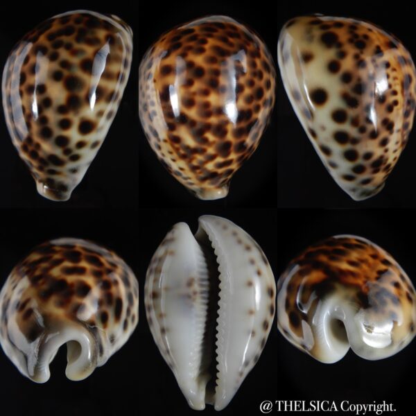 Cypraea tigris pardalis " SP colour" 82.69 mm Gem (-)-0