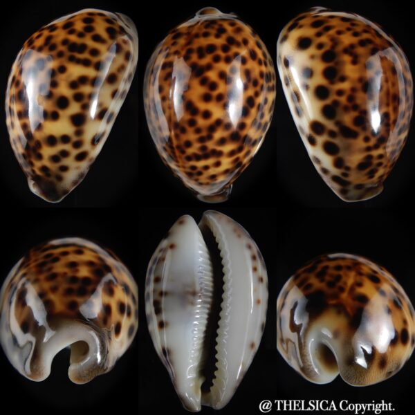 Cypraea tigris pardalis ... rusty... 79.08 mm Gem -0