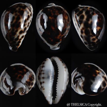 Cypraea tigris pardalis ..Black.. 67.66 mm Gem-0