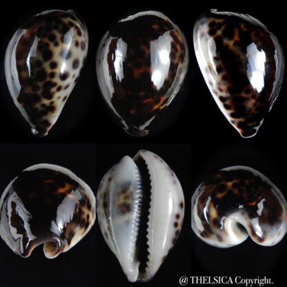 Cypraea tigris pardalis ..Black.. 69.61 mm Gem-0