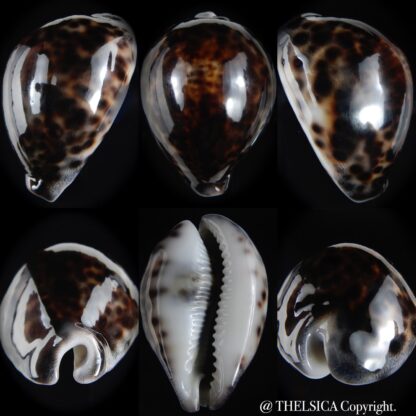 Cypraea tigris pardalis ..Black..74.28 mm Gem-0