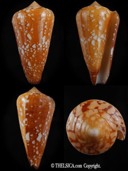 Darioconus crocatus ...Big size... 74.60 mm Gem-0