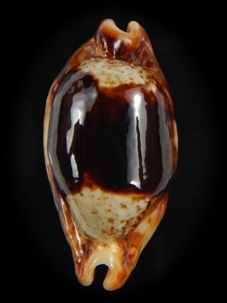 Bistolida stolida crossei N&R 37.95 mm Gem-77865