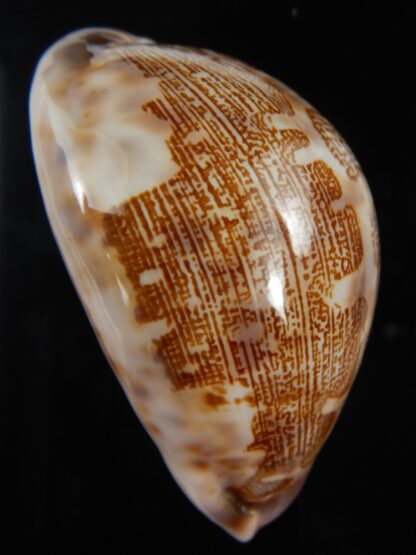 Leporicypraea mappa admirabilis 73.60 mm Gem-76945