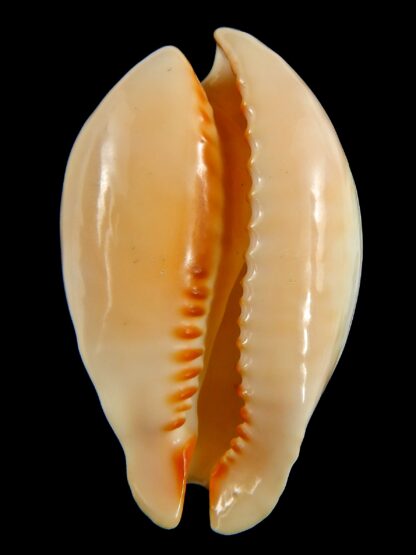 Muracypraea mus tristensis ..GOLD.. 55.15 mm Gem -76756