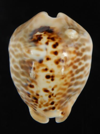 Muracypraea mus bicornis donmoorei ..Golden & Orange base.48.69 mm Gem-76988