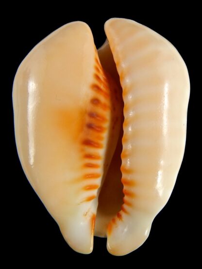 Muracypraea mus bicornis donmoorei ..Golden & Orange base.48.69 mm Gem-76983