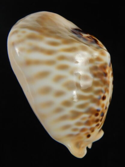 Muracypraea mus bicornis donmoorei ..Golden & Orange base.48.69 mm Gem-76985