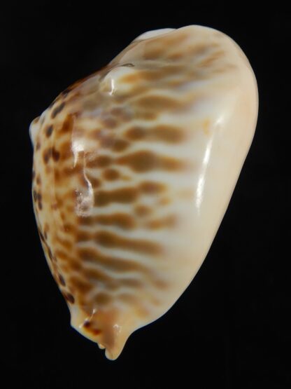 Muracypraea mus bicornis donmoorei ..Golden & Orange base.48.69 mm Gem-76987