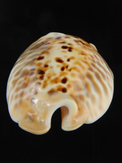 Muracypraea mus bicornis donmoorei ..Golden & Orange base.48.69 mm Gem-76984