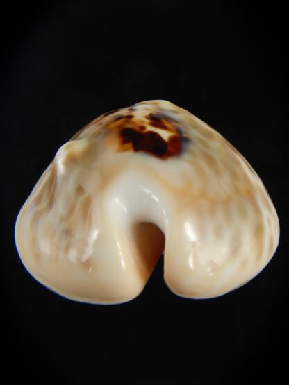 Muracypraea mus bicornis donmoorei ..Golden & Orange base.48.69 mm Gem-76989